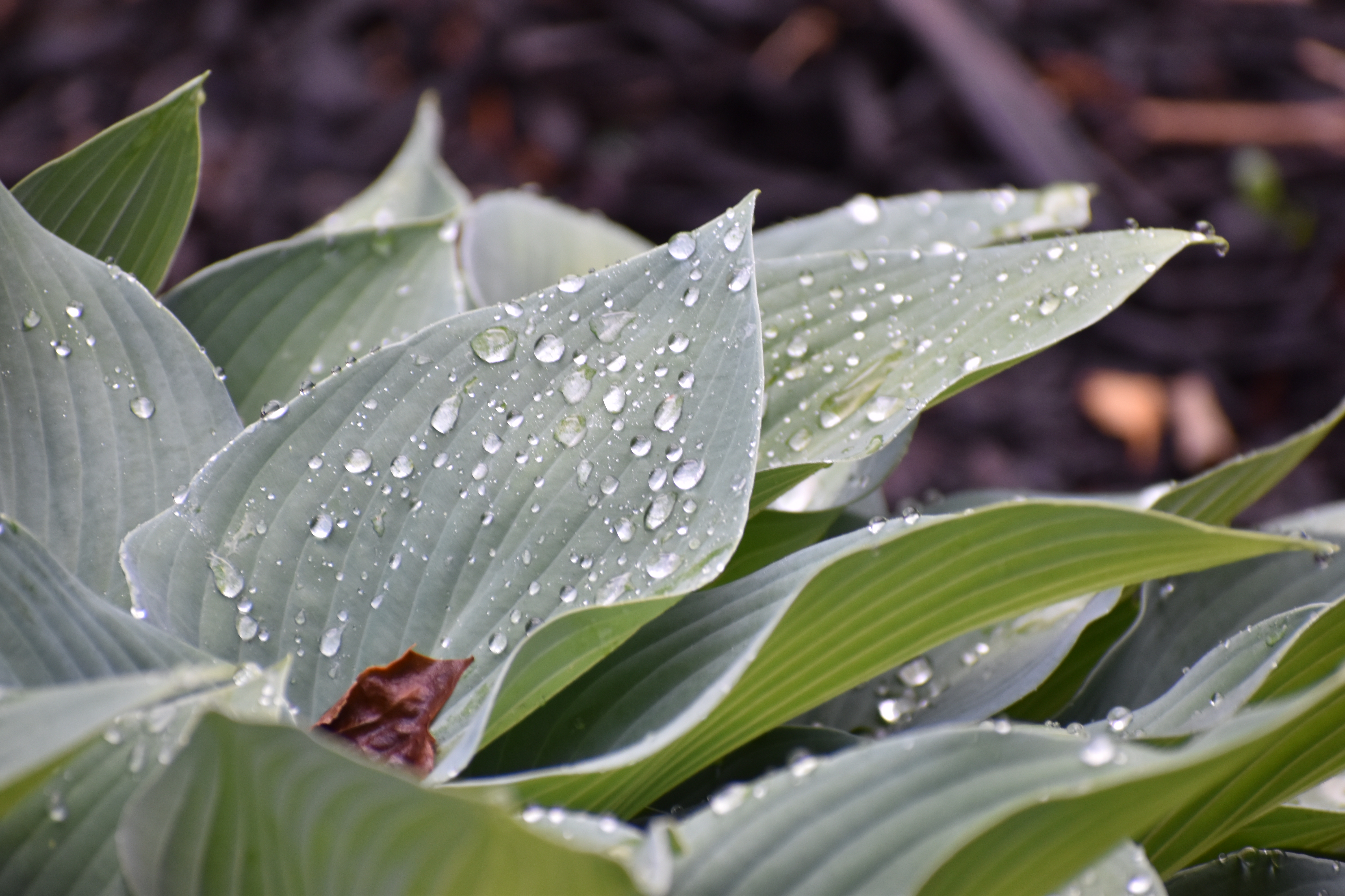 Drops of water sit on large plant leaves