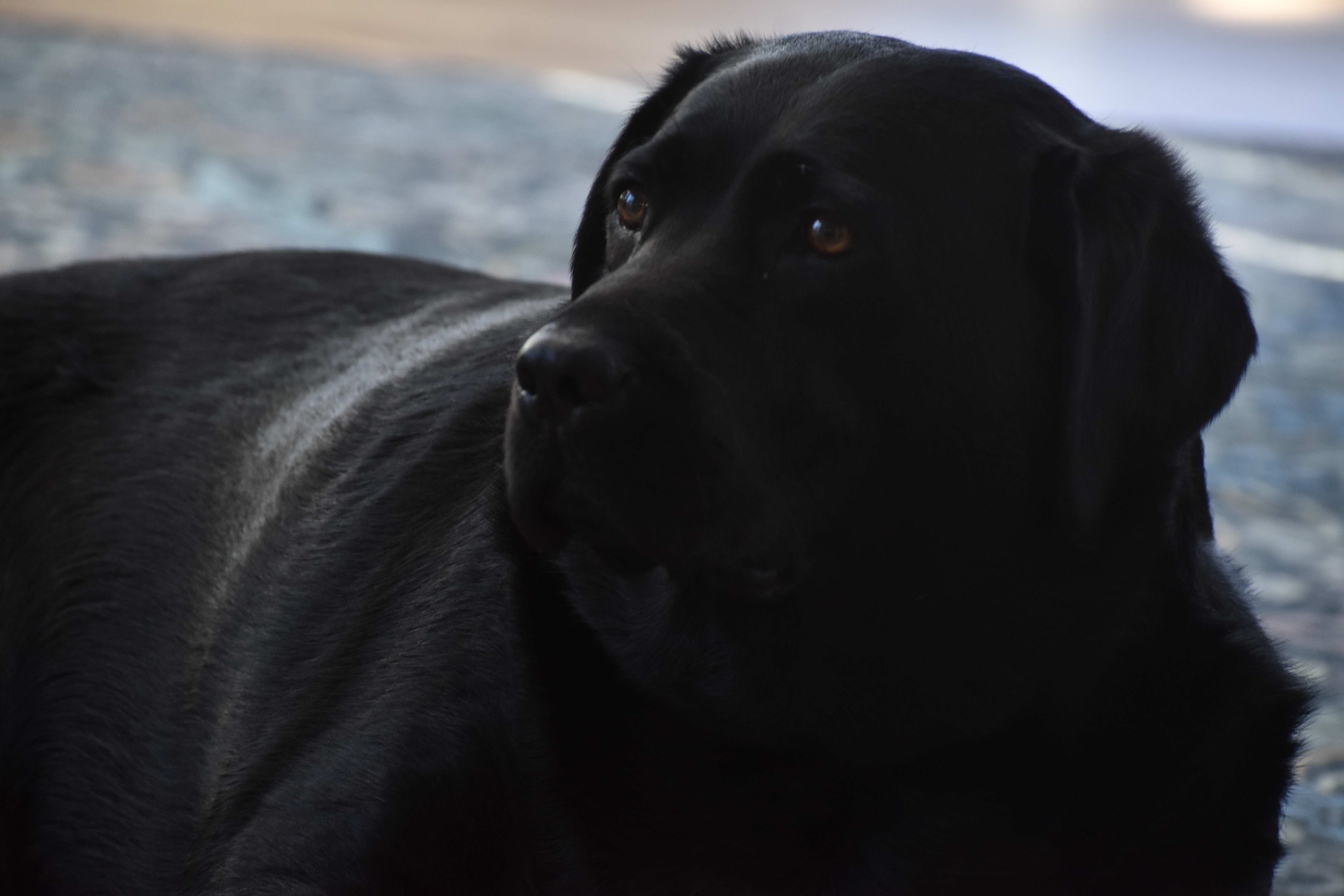 A black dog sitting on a rug